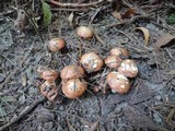 Suillus weaverae image