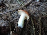 Suillus weaverae image
