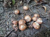 Suillus weaverae image