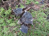 Phellodon niger image