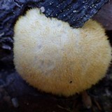 Postia ptychogaster image
