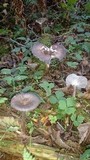 Gerronema atrialbum image