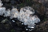 Kretzschmaria milleri image
