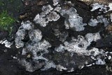 Kretzschmaria milleri image