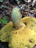 Boletus roseopurpureus image