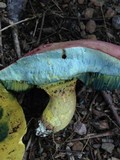 Boletus roseopurpureus image