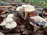 Lactarius glutininitens image