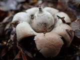 Geastrum lageniforme image