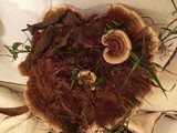 Ganoderma sessile image