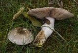 Agaricus moelleri image