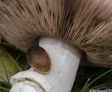 Agaricus moelleri image