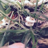 Ganoderma sessile image