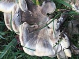 Meripilus sumstinei image