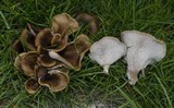 Hohenbuehelia petaloides image