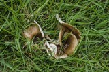 Hohenbuehelia petaloides image