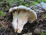 Cantharellus subalbidus image