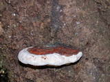 Fomitopsis mounceae image