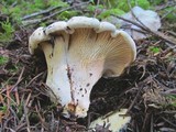 Cantharellus subalbidus image