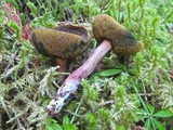 Boletus chrysenteron image