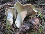 Cantharellus subalbidus image