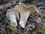 Cantharellus subalbidus image
