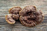 Phellinus gilvus image