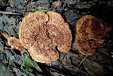 Phellinus gilvus image