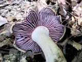 Laccaria ochropurpurea image