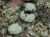 Rhizoplaca subdiscrepans image