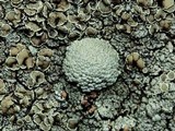 Rhizoplaca subdiscrepans image