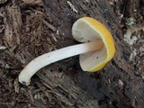 Pluteus flavofuligineus image