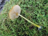 Pluteus chrysophlebius image