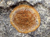 Caloplaca flavescens image