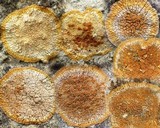 Caloplaca flavescens image