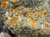 Caloplaca flavescens image