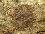 Verrucaria macrostoma f. macrostoma image