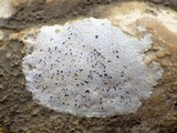 Opegrapha durieui image