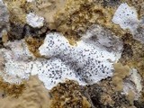 Opegrapha durieui image