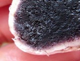 Scleroderma bovista image