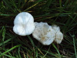 Melanoleuca verrucipes image