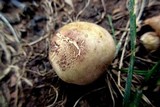 Scleroderma bovista image