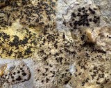 Arthonia calcarea image