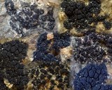 Lichina pygmaea image