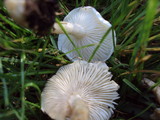 Melanoleuca verrucipes image