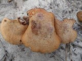 Laccaria trullisata image