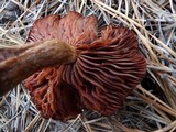 Laccaria trullisata image