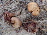 Laccaria trullisata image