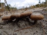 Laccaria trullisata image