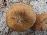Laccaria trullisata image