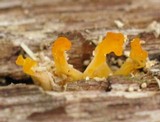 Dacryopinax spathularia image